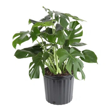 Monstera Plant
