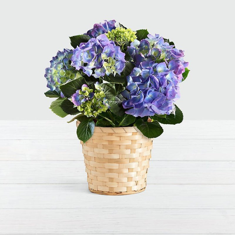 Potted Hydrangea