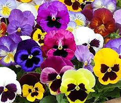 Pansy Bowl