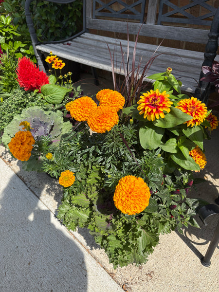 Patio Pot Yearly Subscription