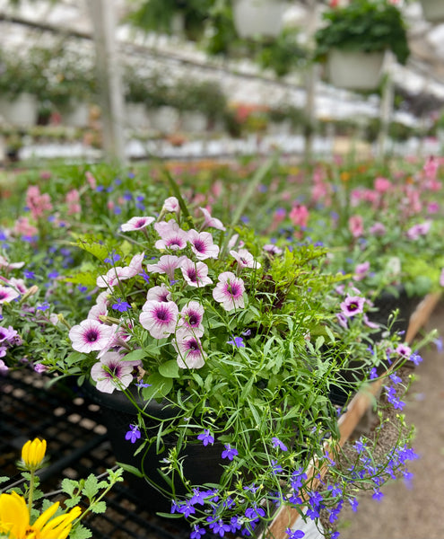 Mixed Patio Pots