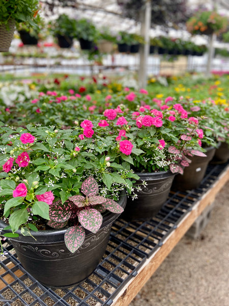 Mixed Patio Pots