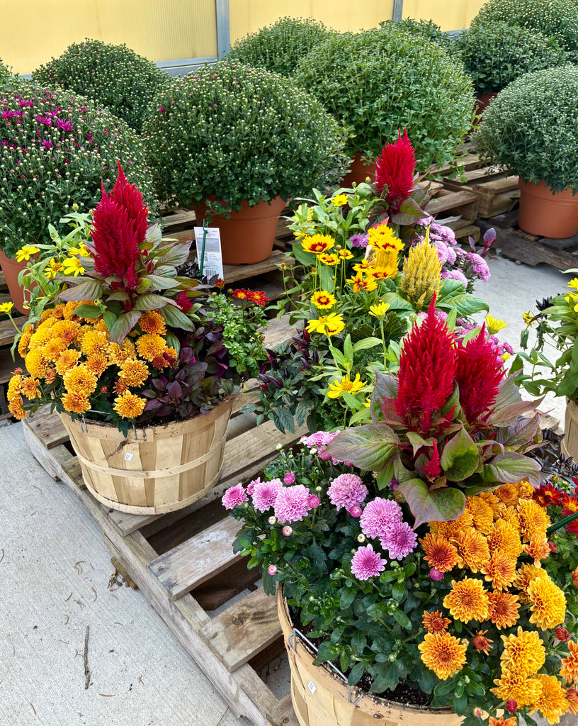 patio plant pots sale Patio Pot Yearly Subscription – Salama Greenhouse & Floral