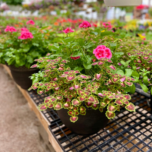 Mixed Patio Pots