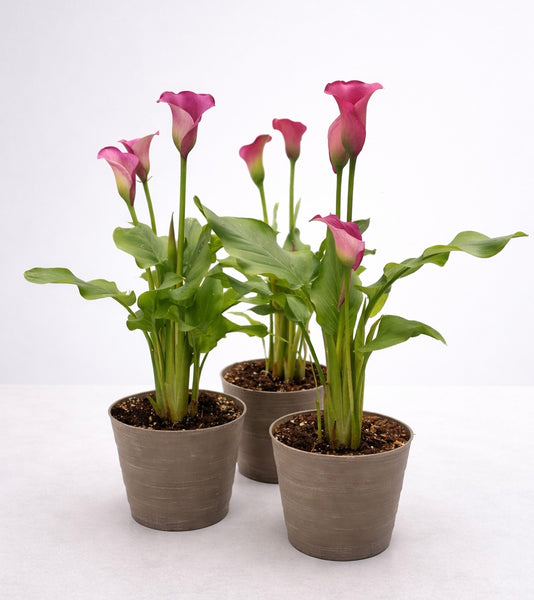 Potted Calla Lily