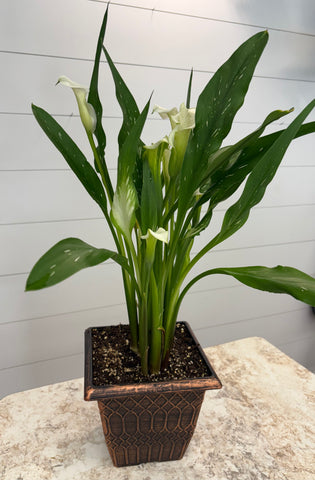 Potted Calla Lilly