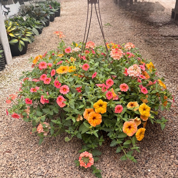 Hanging Baskets
