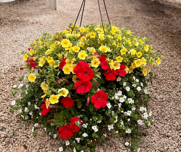 Hanging Baskets