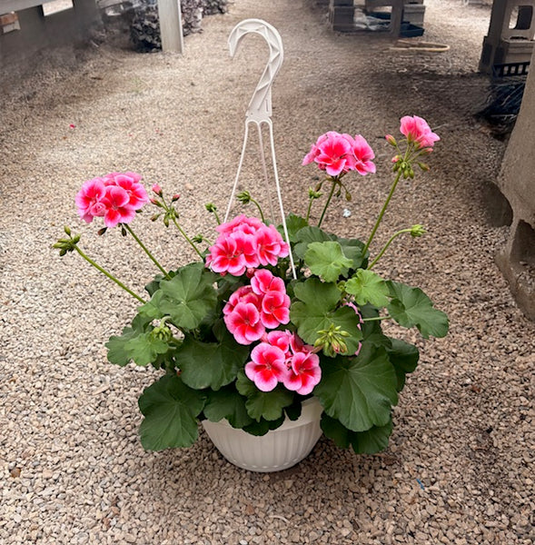 Hanging Baskets