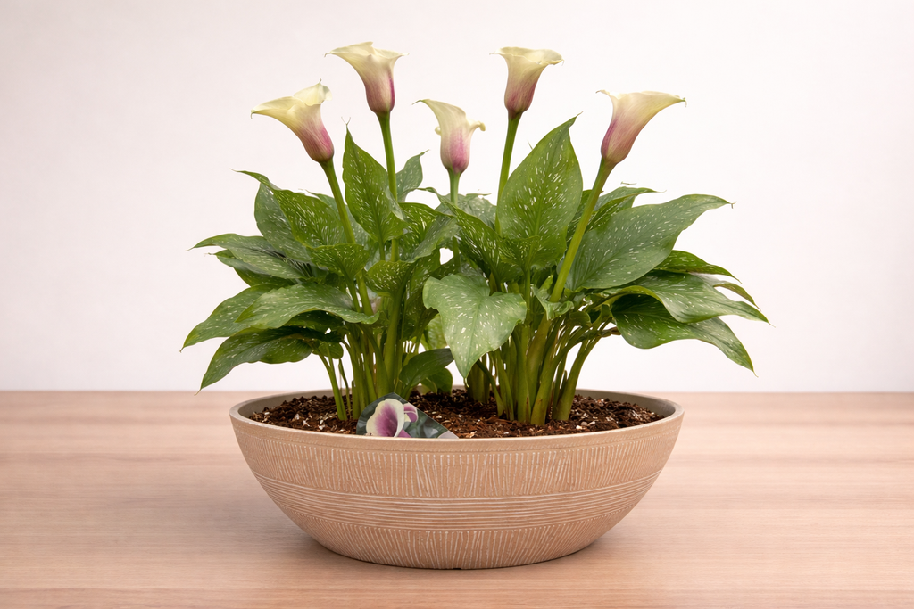Potted Calla Lily