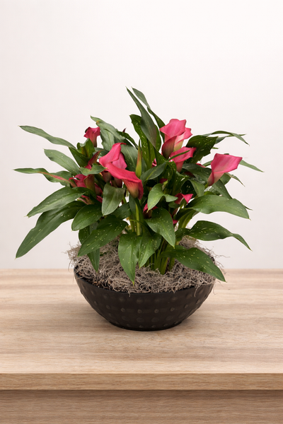 Potted Calla Lily