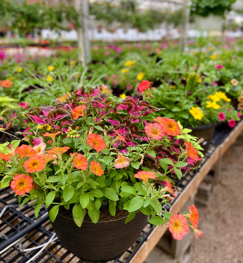 year round pot plants Patio Pot Yearly Subscription – Salama Greenhouse & Floral