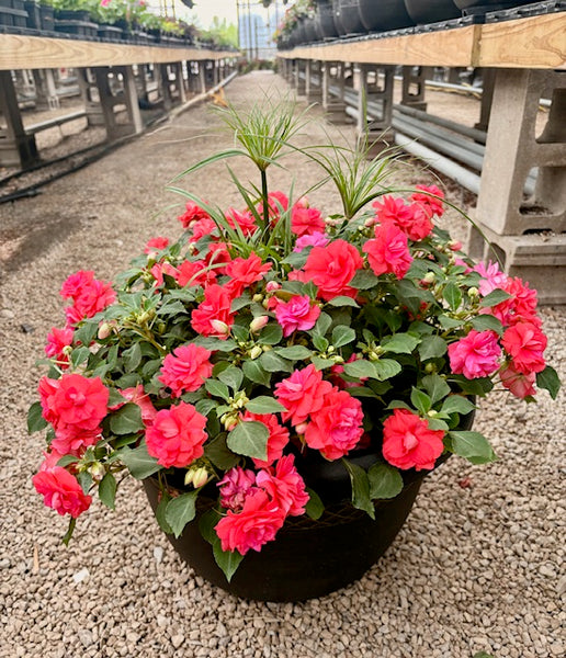 Mixed Patio Pots