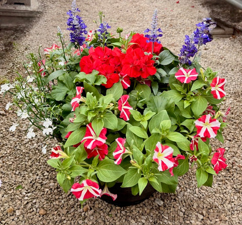 Mixed Patio Pots