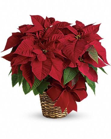 Poinsettias