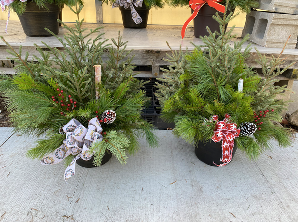 Patio Pot Yearly Subscription