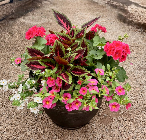 Mixed Patio Pots