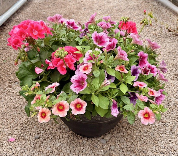 Mixed Patio Pots