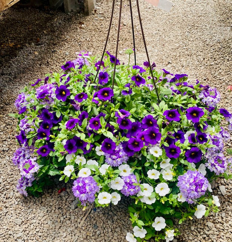Hanging Baskets