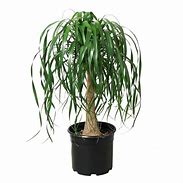 Ponytail Palm