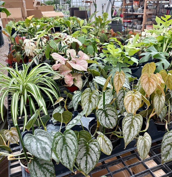 Florist's Choice Green Plant