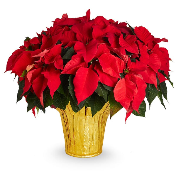 Poinsettias