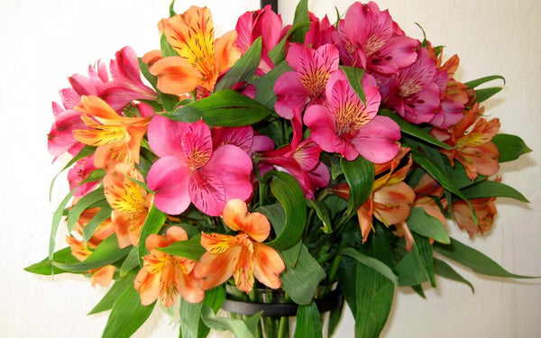 Mixed Alstroemeria Vased Bouquet
