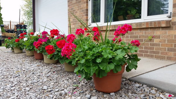 Potted Geranium with a Spike