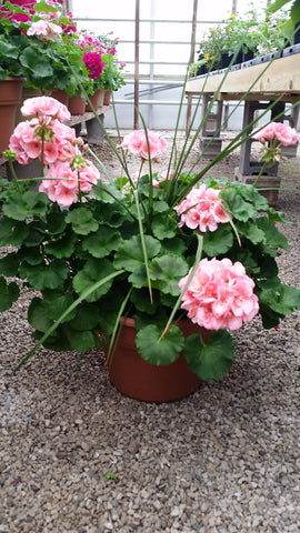 Potted Geranium with a Spike