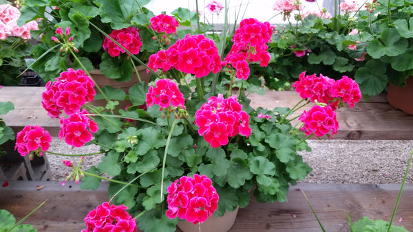 Potted Geranium with a Spike