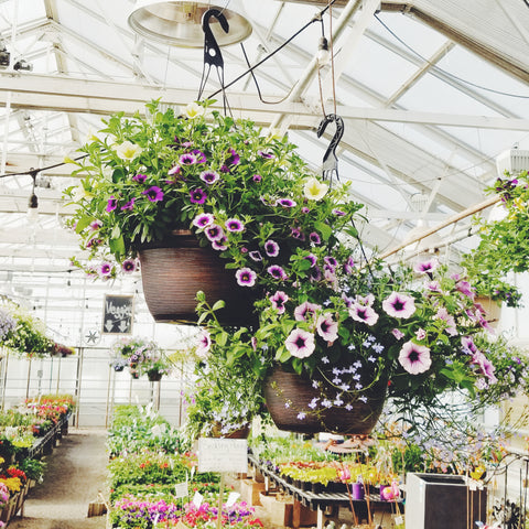 Hanging Baskets