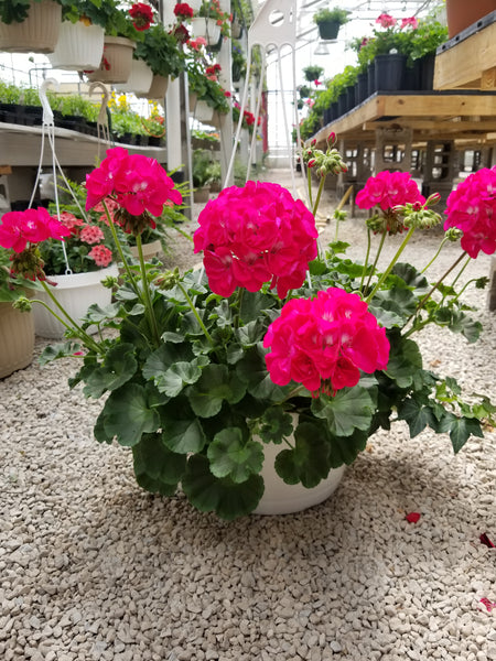 Hanging Baskets