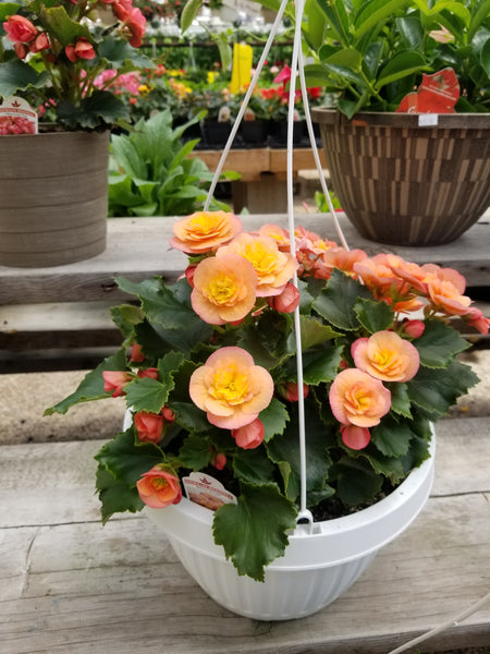 Hanging Baskets