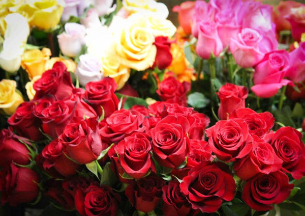 Dozen Long Stem Red Rose Bouquet