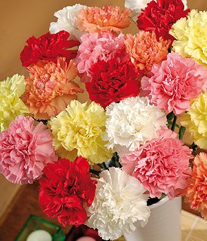 Dozen Mixed Carnations