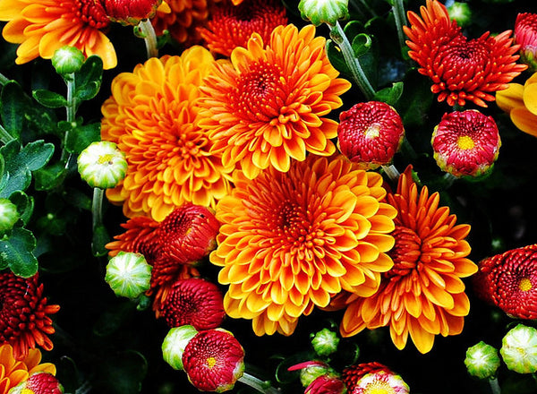 Fall Mum