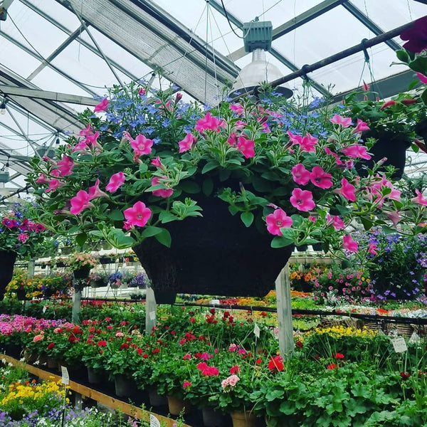 Hanging Baskets
