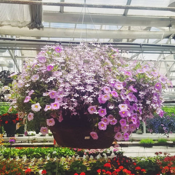 Hanging Baskets
