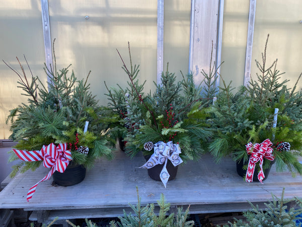 Spruce Tip Porch Pot