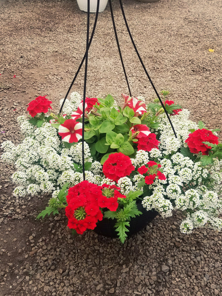 Hanging Baskets