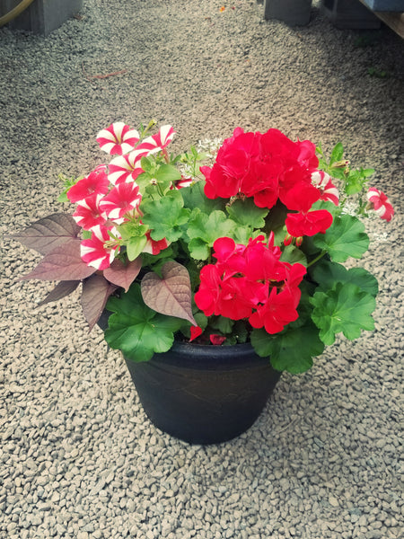 Mixed Patio Pots