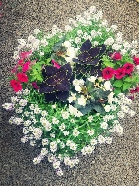 Mixed Patio Pots