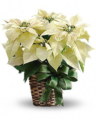 Poinsettia