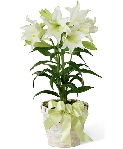 Easter Lily