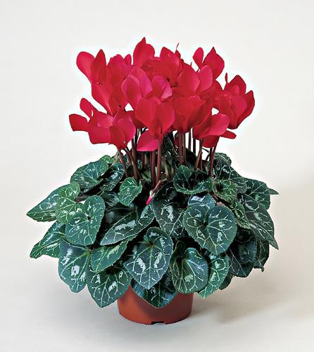 Florist's Choice Blooming Plant