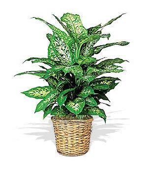 Florist's Choice Green Plant