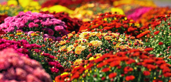 Fall Mum