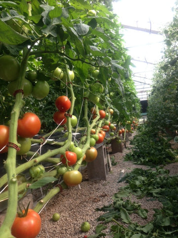 Red Tomatoes