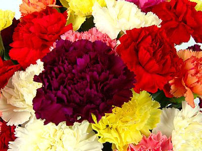 Dozen Mixed Carnations