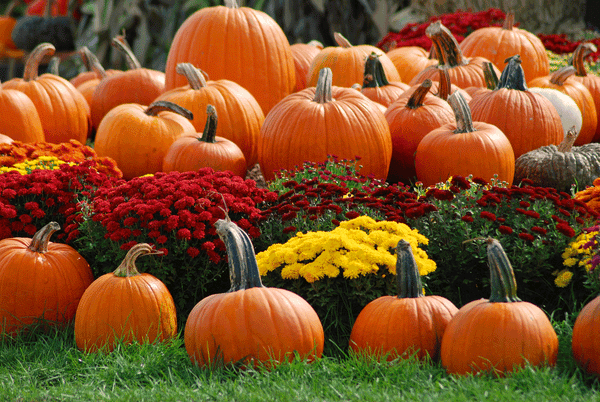 Fall Mum